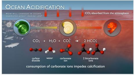 SOUND CHEMISTRY: OCEAN ACIDIFICATION’S EFFECTS ON PUGET&nbsp;SOUND