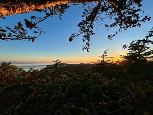 A picture looking out over tree tops bathed in golden light from a sunset.
