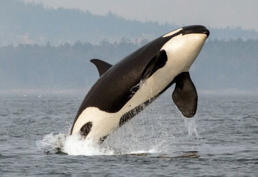 A picture of an orca whale leaping out of the water with forested hills in the background.