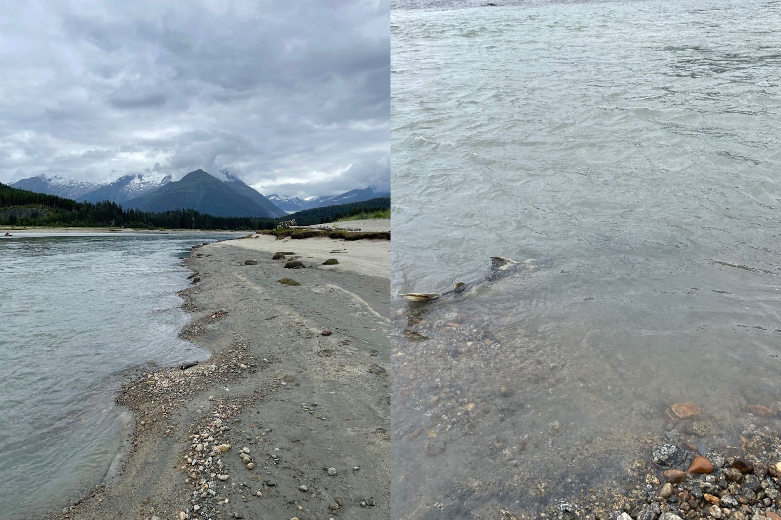 Image collage showing small depressions in the sandy shore of a river with a mountain in the background, as well as the fins of a chum salmon peeking out of the shallow water.