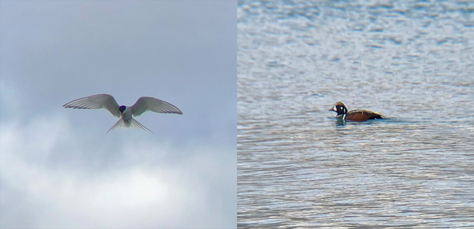 A photo collage of a little white bird gliding in place against a grey sky and a photo of a duck swimming in the midst of clear blue water.
