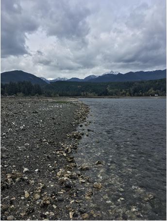 Simply Science, Part IV: Ghosts under the oyster bed: why the Washington Department of Ecology rejected a new pesticide for oyster&nbsp;farms