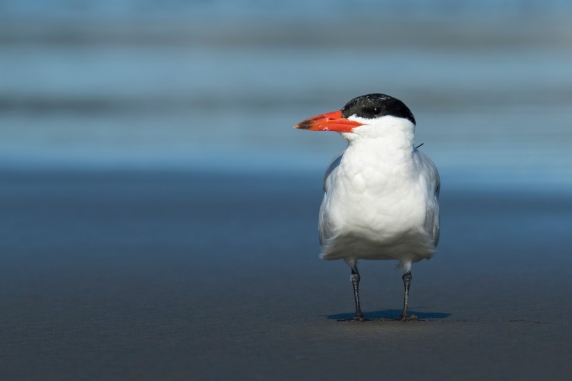 A Caspian tern stands on the beach, looking to the left. Behind the tern, the tide rolls in and out.