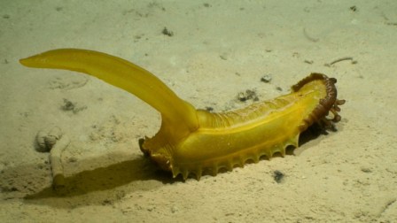Alt text: A yellow sea cucumber with a large tail resembling that of a squirrel crawls along a sandy sea floor.