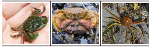 A set of three images lined up horizontally. The left image is a hairy shore crab on a hand. The middle image is a pair of hairy helmet crabs mating. The right image is a Northern kelp crab on sand and a variety of seaweed.