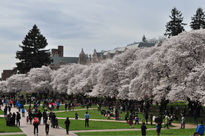 lots of people admiring the University's Cherry Blossom trees on the Quad.