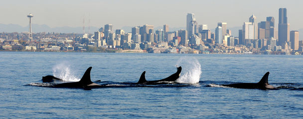 Orcas in Puget Sound – What Are They Really&nbsp;Eating?