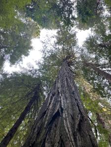 Redwoods in Jedidiah Smith State Park.