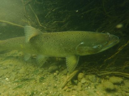 A chinook salmon near riparian plant roots with its head on the right.