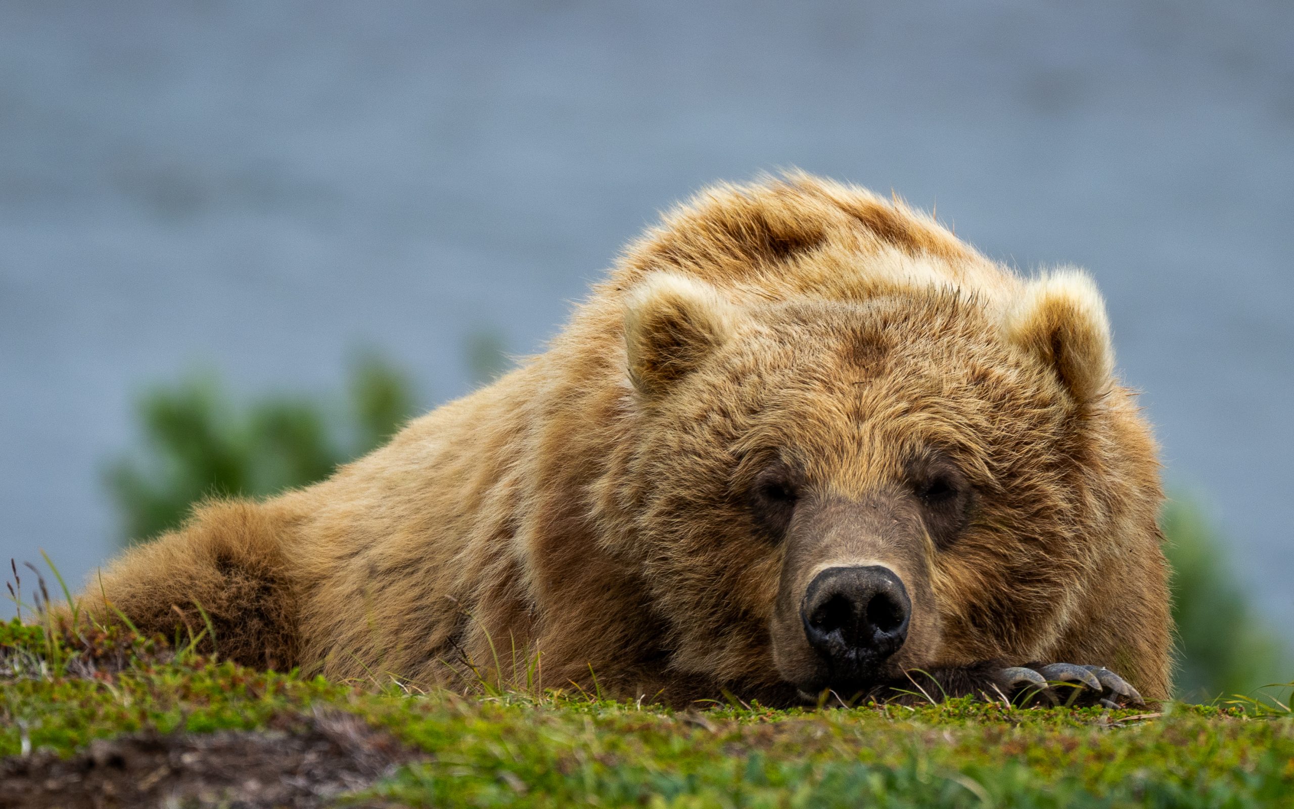 A large, blonde grizzly bear sleeps on a vegetated bluff in front of a river, resting its head on its front paws, and staring straight at the onlooker and camera.