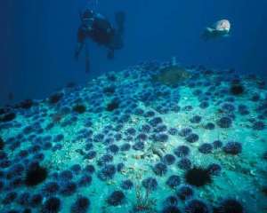 A diver swims next to a fish in what was once a kelp forest. There are several purple urchins on the seafloor and no kelp remains.