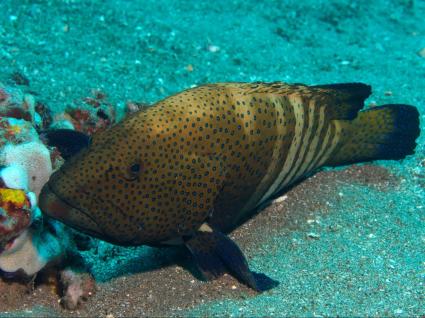  A peacock grouper facing left, calmly resting on the coral reef.