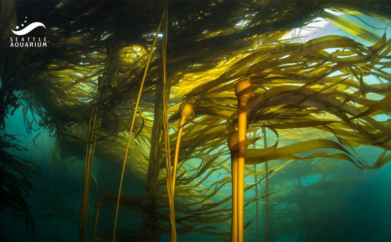 Holding fast: How coalition building supports mobilization for kelp forest conservation in Puget Sound