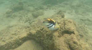 A humuhumunukunukuapua'a facing right with their mouth on the coral.