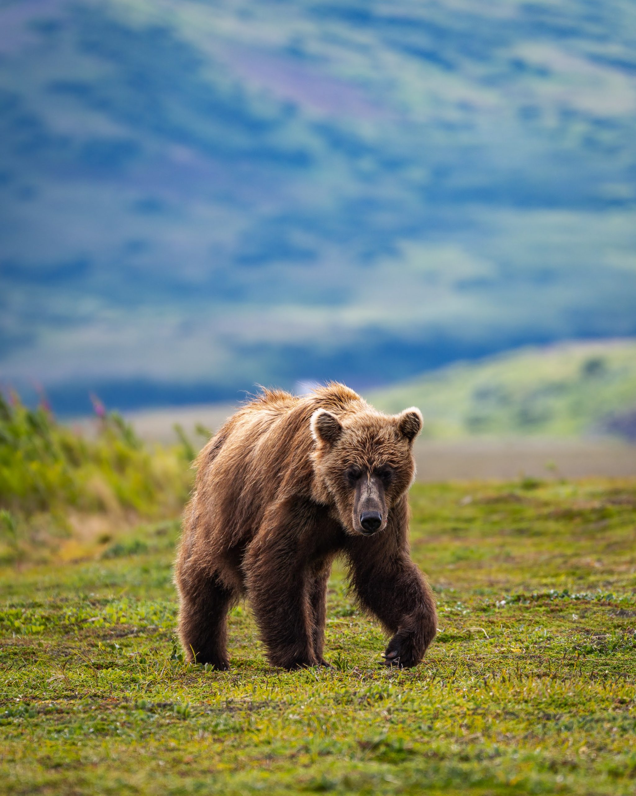A blonde Grizzly bear saunters forward through the flat tundra of Katmia in the photo's foreground. Lush green mountains make up the background.