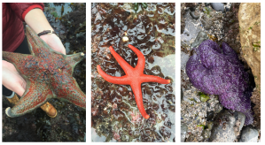 This photo panel shows three different species of sea stars. On the left, a student holds a large leather star with two hands. The base color of the star is olive green with red and orange markings over the top. All five arms are spread out. The central photo is a zoomed-in view of a small, smooth, bright orange blood star on slimy seaweed. This sea star is a few inches across with extended arms and is uniform in color. On the right, a hand-sized purple ochre star is wedged under a rock with its arms pulled close to its body. The sea star clearly has a bumpy and rough surface.
