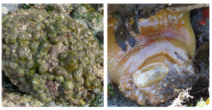 This photo panel shows two photos of different species of anemones. On the left, a rock is completely covered in green slimy blobs, which are the aggregating anemones with their tentacles tucked inside and their bodies contracted to be small on the rock. Little to no rock surface can be seen in the cluster. On the right, a zoomed-in photo of a large solitary anemone hangs off a rock. Half the tentacles can be seen on the bottom of the photo and the other half are not visible. The anemone is a pale olive green color with spots of red on the body column.