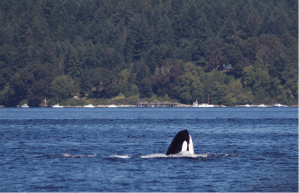 An orca pushes its head above the surface of the calm Salish Sea in front of an island shoreline.