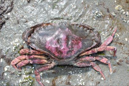 A juvenile Dungeness Crab has beautiful purple and orange patterning and stands out from European Green Crabs with its larger carapace size in both its latent and adult forms.