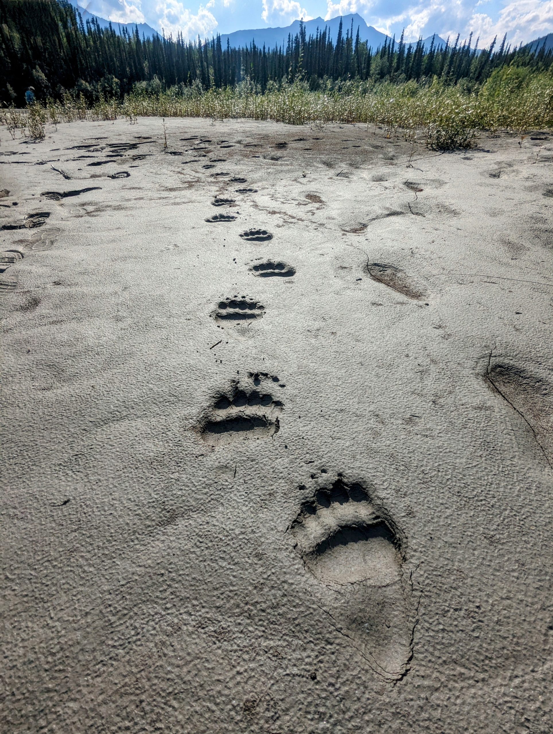Five pawprints of a bear form depressions in grey silt on the banks of the Alatna river.