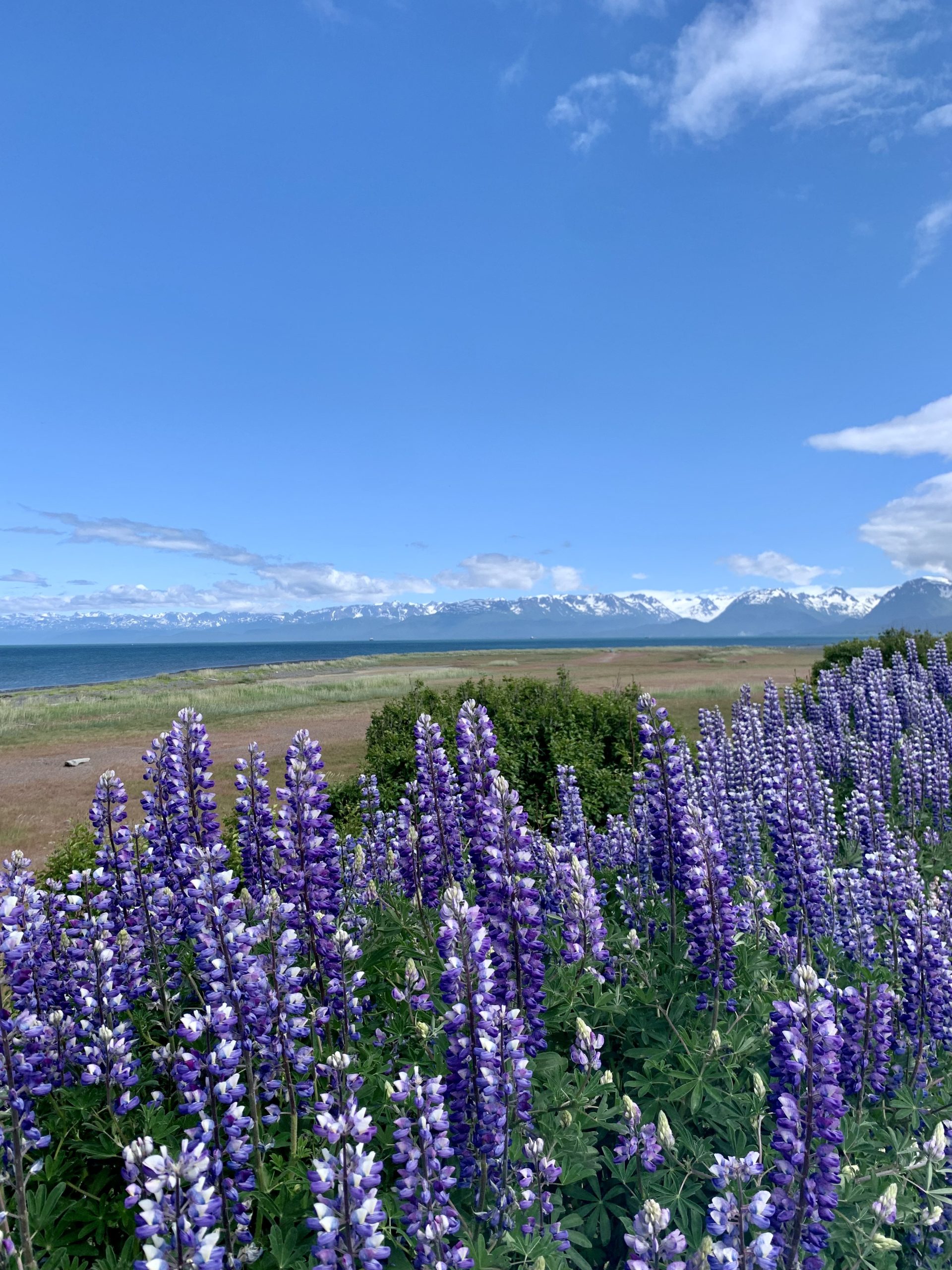 A brightly lit view of tall purple lupine flowers obscures a horizon of tall snowy mountains across a body of water.