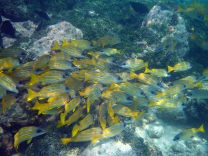 A school of ta'ape swimming together.