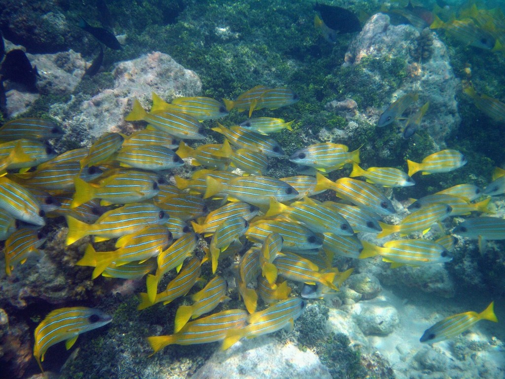 A Journey to Hawaii’s Underwater Realm with Local&nbsp;Fish