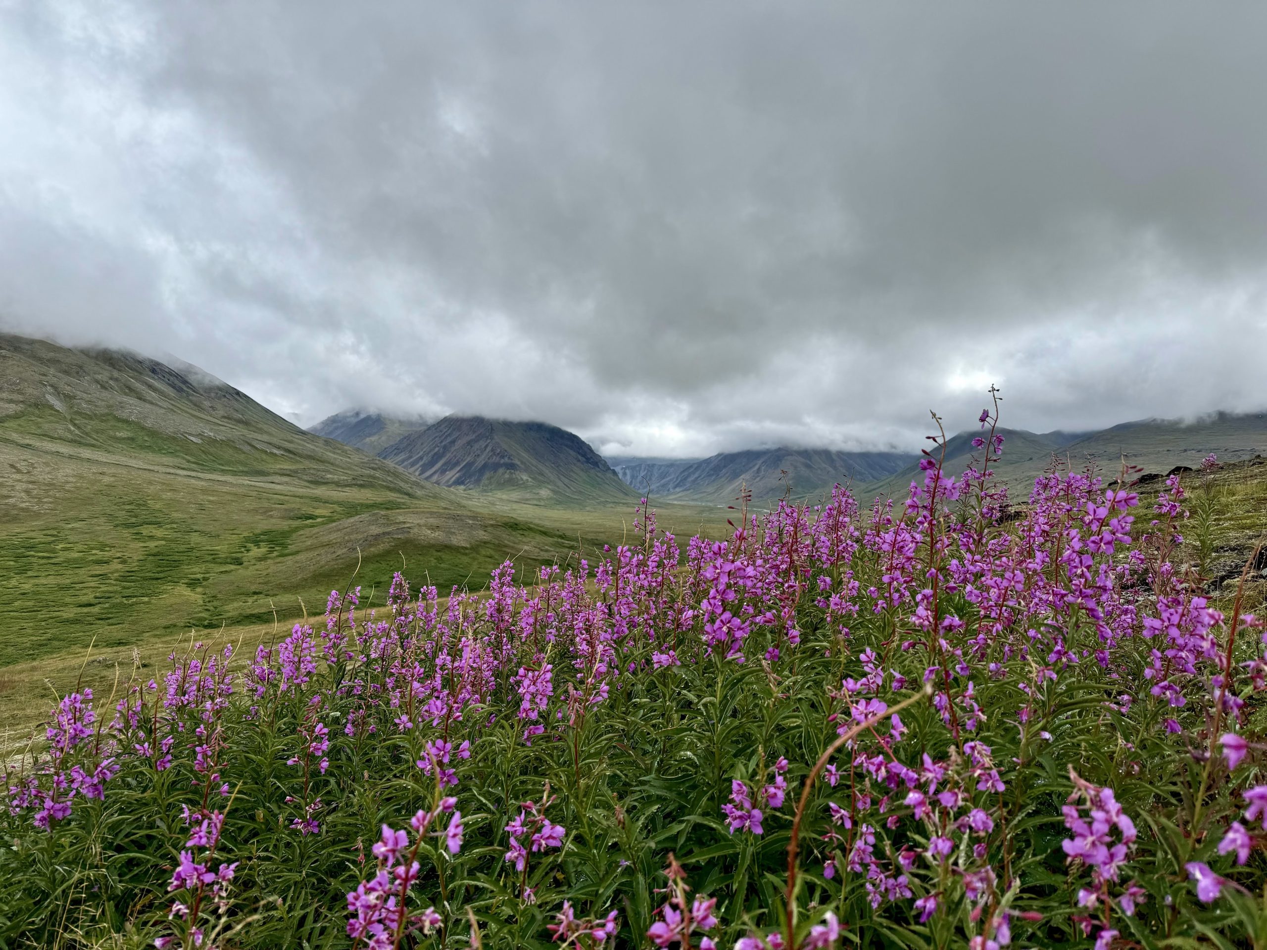 A meadow of fuschia-colored Fireweed flowers spans the entire foreground and mountains are covered in grey clouds in the distance.