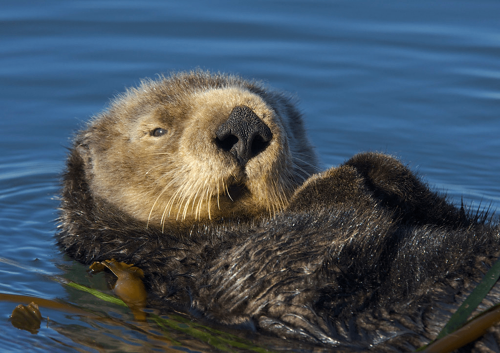 Sea Otter Reintroductions: A Complex Social, Ecological and Cultural&nbsp;Endeavor