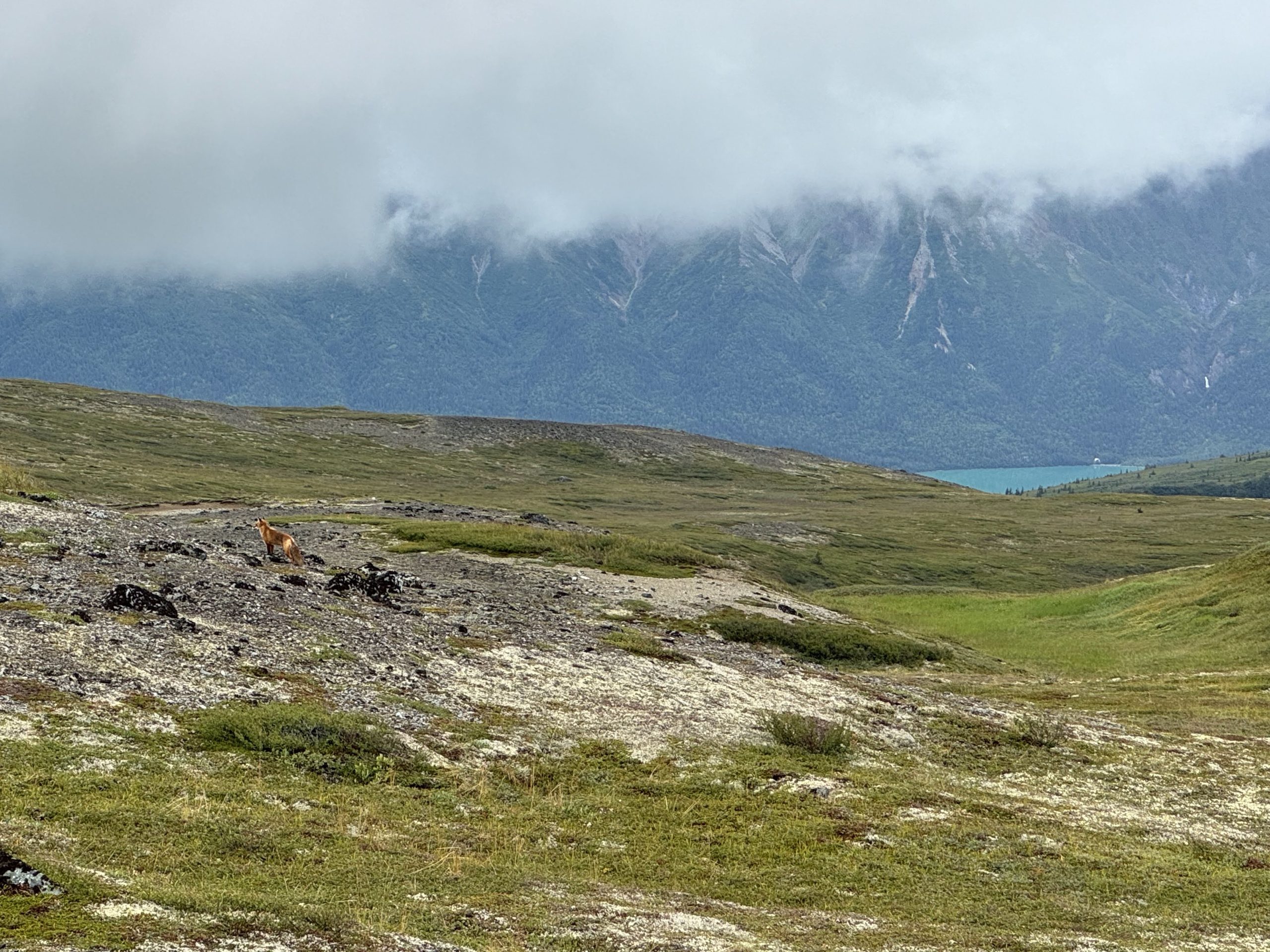 A red fox looks onward at the passing hikers in the middle of expansive, green foothills. The fox's black spots on its paws blend in well with the rocky ground.
