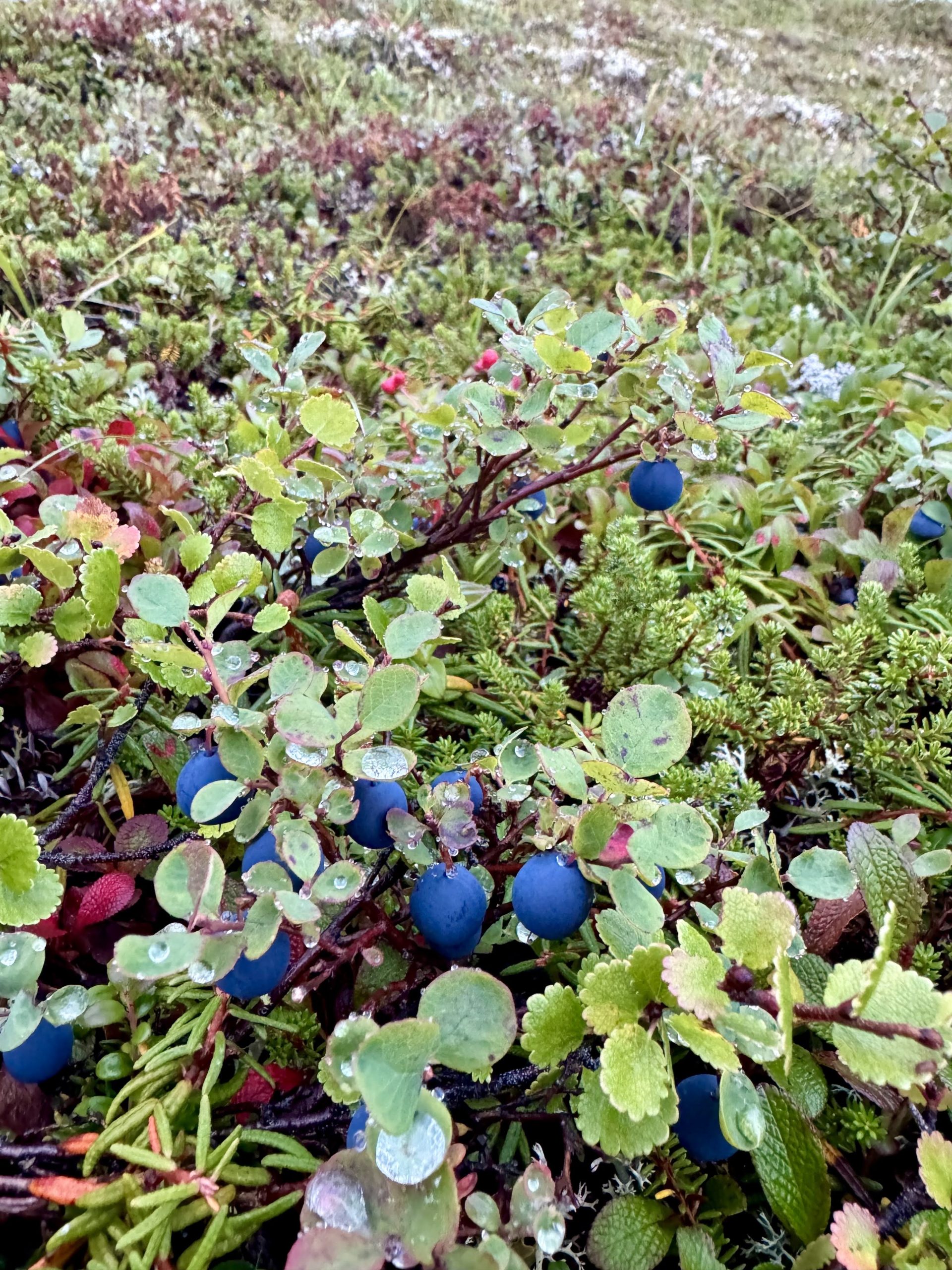 Bright, round, and plump blueberries are tucked underneath the plant's green leaves, nearly hidden from sight and inches above the ground.