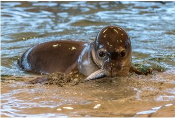 Ocean Optimism Week 2: Hope for the Hawaiian Monk&nbsp;Seal
