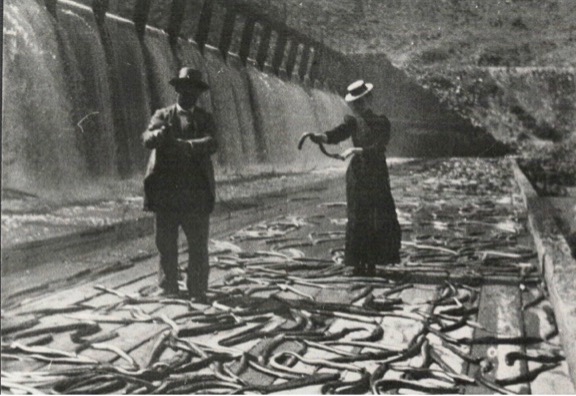 The Lost Fish: Indigenous Traditional Ecological Knowledge and Translocation for the Ancient Pacific&nbsp;Lamprey