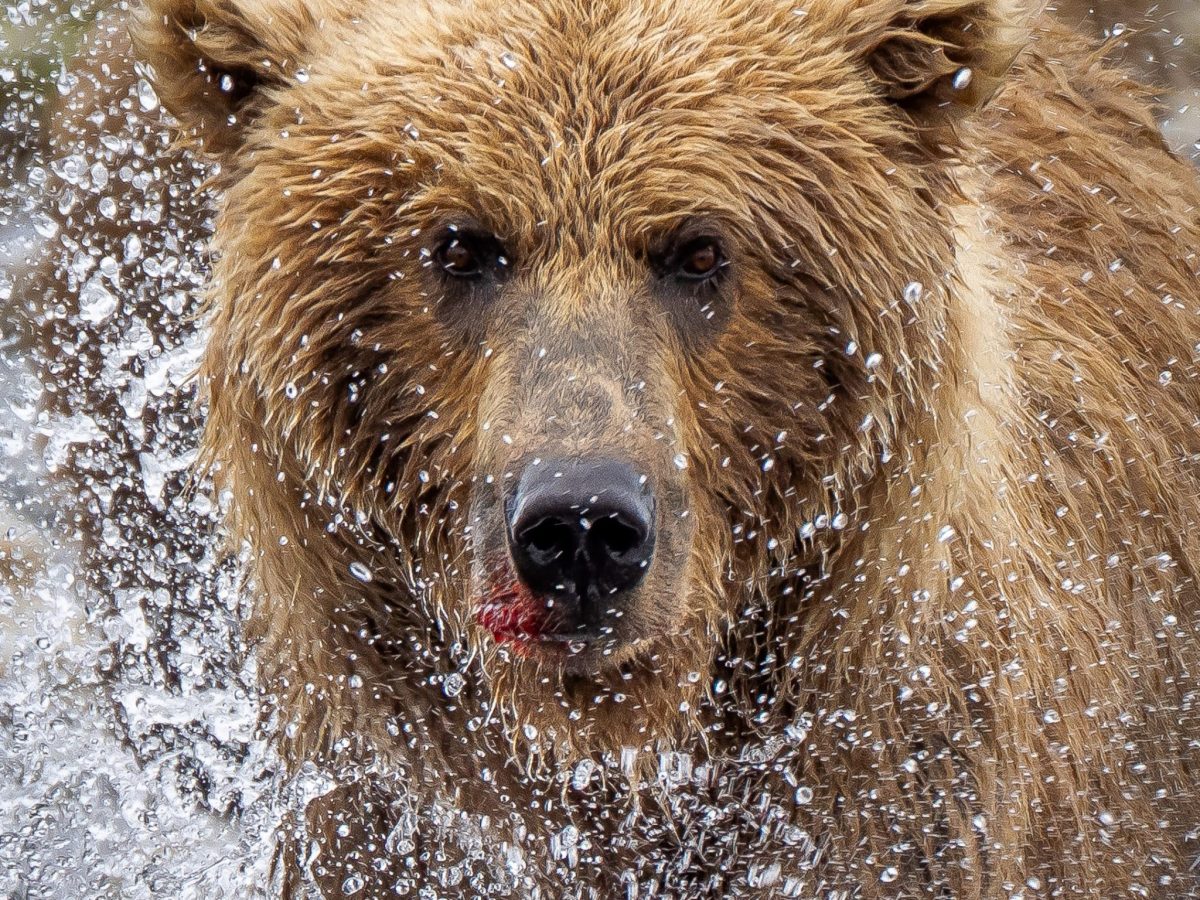 A Summer in the&nbsp;Wilderness