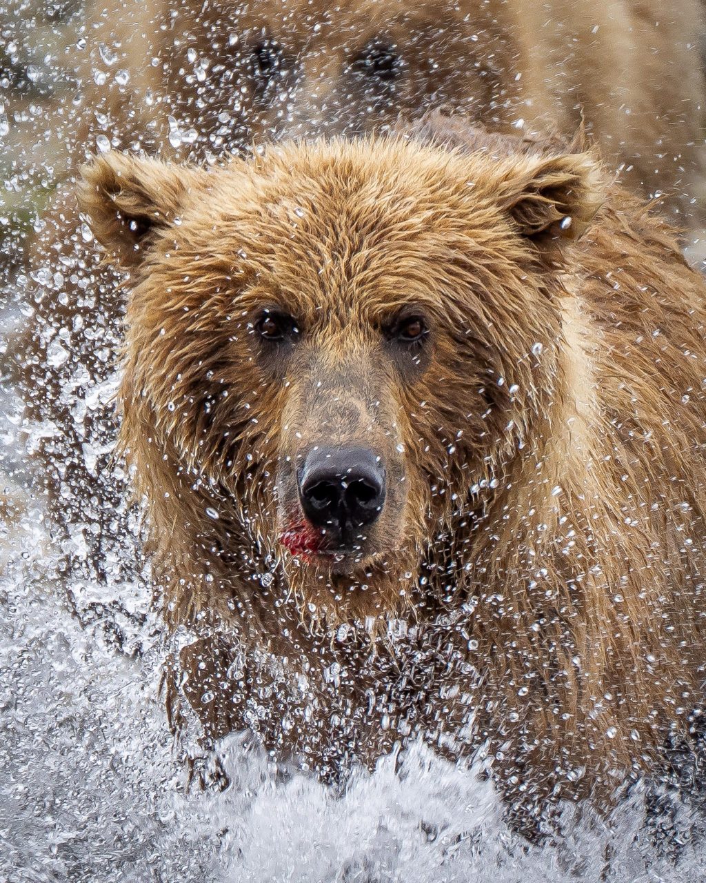 A Summer in the&nbsp;Wilderness