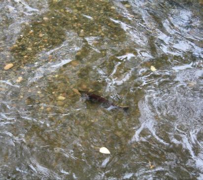 A red male coho salmon swimming upstream on top of gravel.