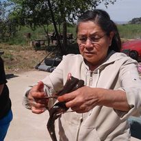 A tribal Elder demonstrates Pacific lamprey processing techniques.