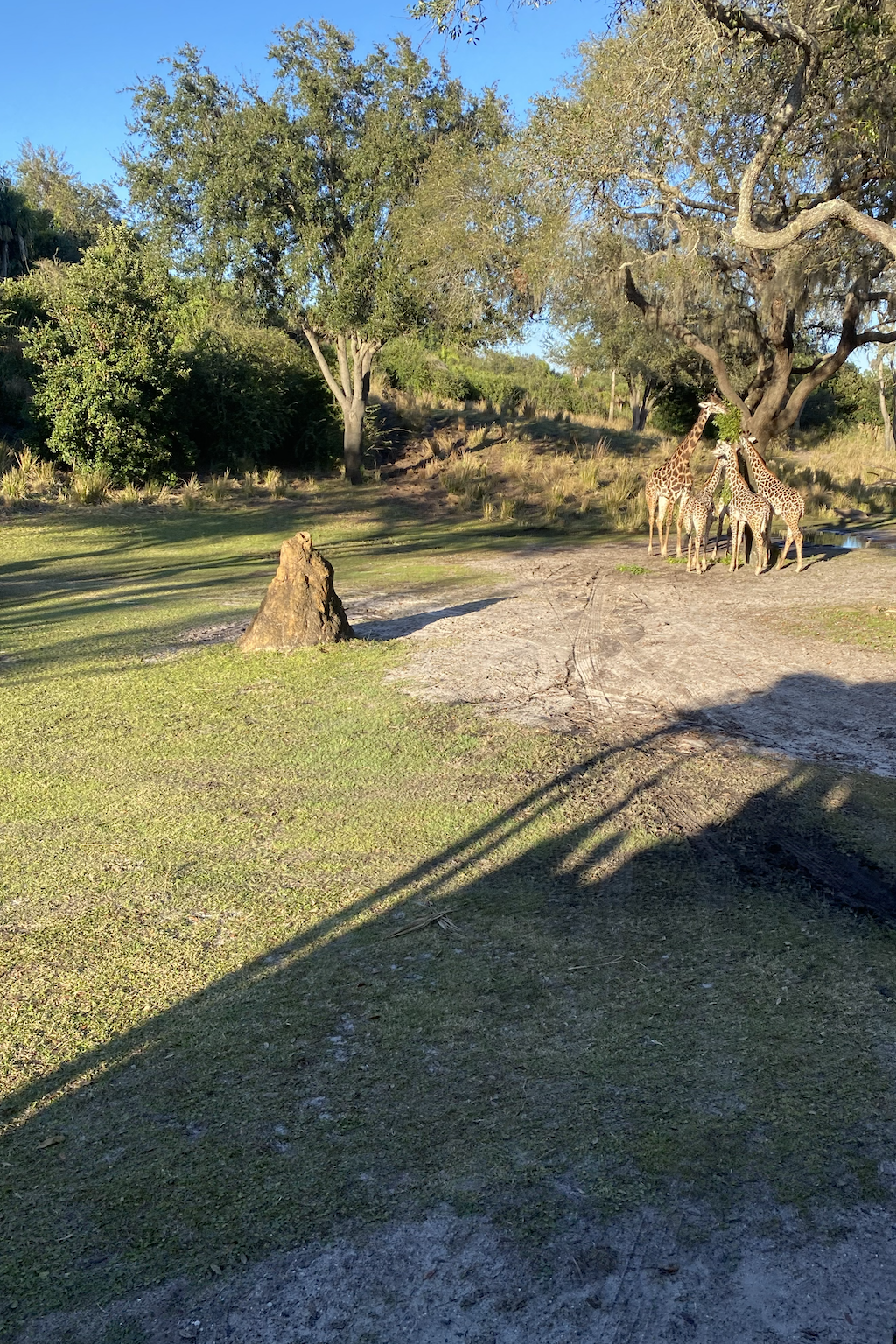 How Social Media Killed the Elephant: When Nature Meets&nbsp;Geotagging