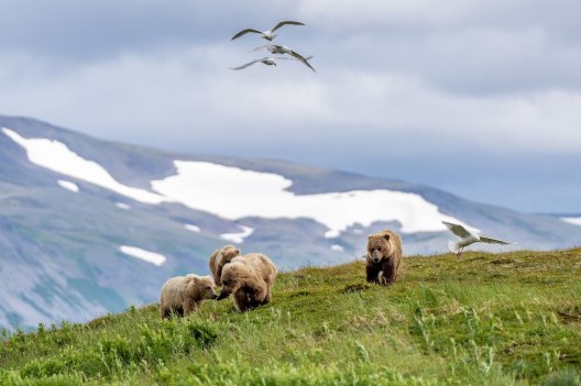 Four brown bears run over a grassy hill with glaciated snow in the background. The lead bear has a salmon in its mouth and four seagulls swarm overhead.
