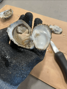a shucked oyster sitting in a gloved hand with a shucking knife and additional oysters in the background