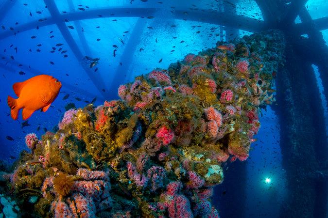 An Unexpected Silver Lining for Decommissioned Offshore Oil and Gas&nbsp;Platforms