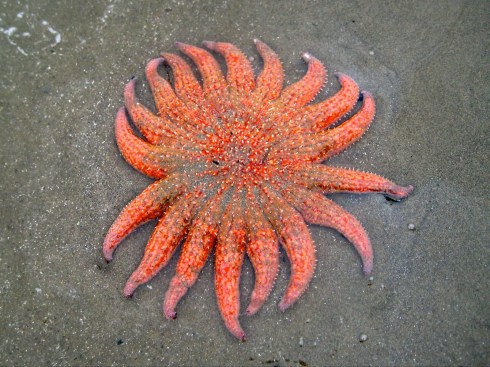 An eighteen-armed sunflower star lays on a grey sand beach.