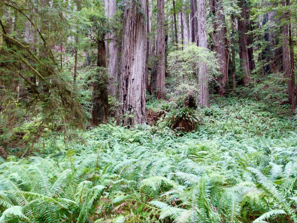 Offshore Timber: The Reindustrialization of Pacific Coast Logging&nbsp;Communities