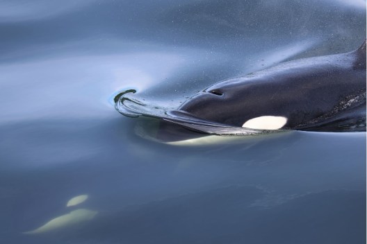 A black and white whale swimming in the water.