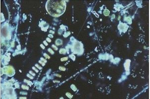 Simply Science, Part V: How the ocean gives us every other&nbsp;breath