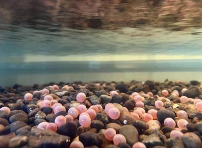 Many circular orange salmon eggs scattered over gravel.