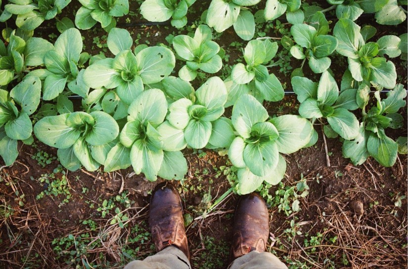A birds eye view of rows of bok choy from the perspective of a field worker, looking down at boots on the dirt pathway between beds.