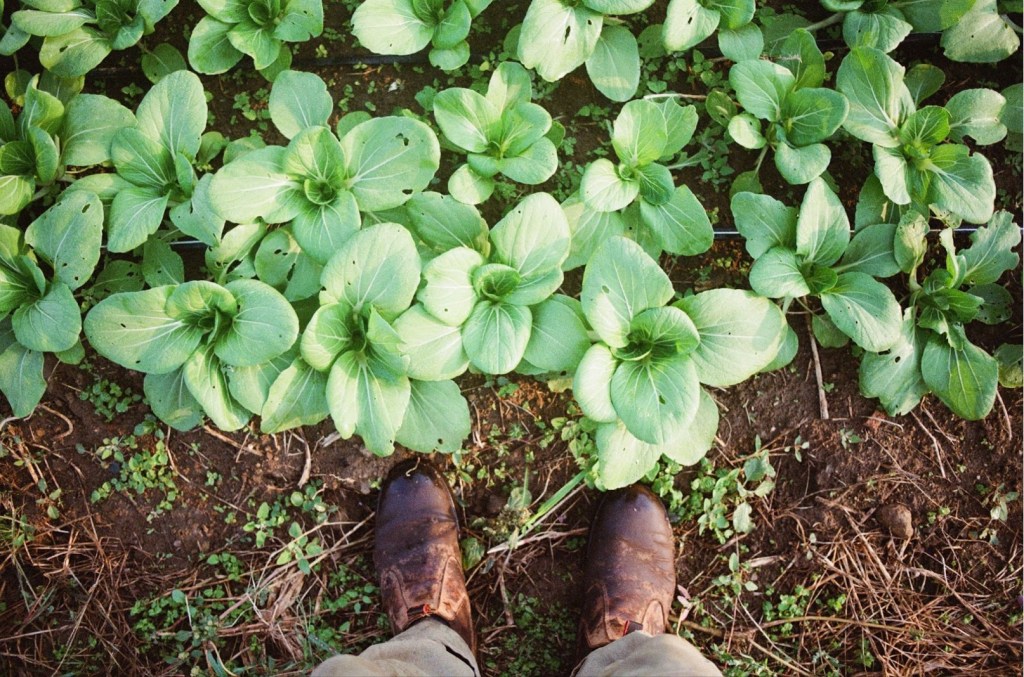 A Farm Next to a Campground: An Exploration of Social License and Kelp&nbsp;Farming