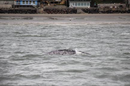 A Gray whale can be spotted breaking through the waves in the Puget Sound. We can see a particular white spot on its back that help observers identify the individual whale.