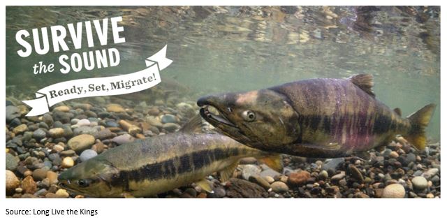 Will your steelhead survive the&nbsp;Sound?